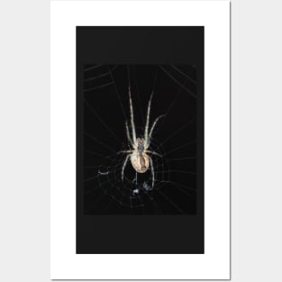 Spider identified as Araneus diadematus Posters and Art